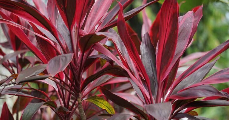 Best Cordyline Varieties FB