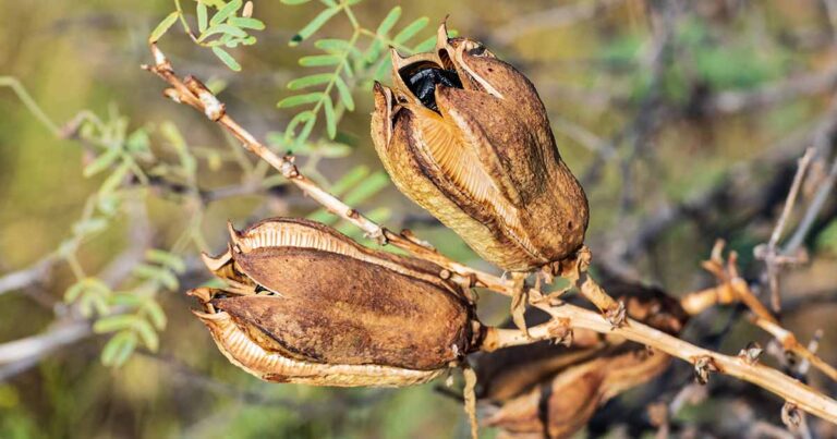 How to Propagate Yucca from Seed FB