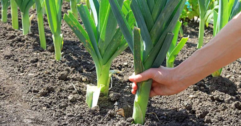 How to Grow Leeks FB