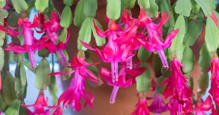 Why Christmas Cactus Fails to Bloom FB