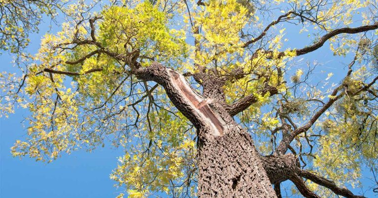 Black Walnut Trees and Juglone Toxicity