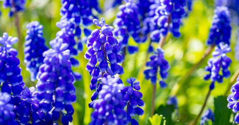 Grape Hyacinth Varieties FB