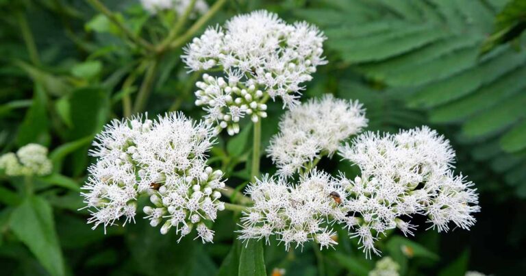 How to Grow Boneset FB