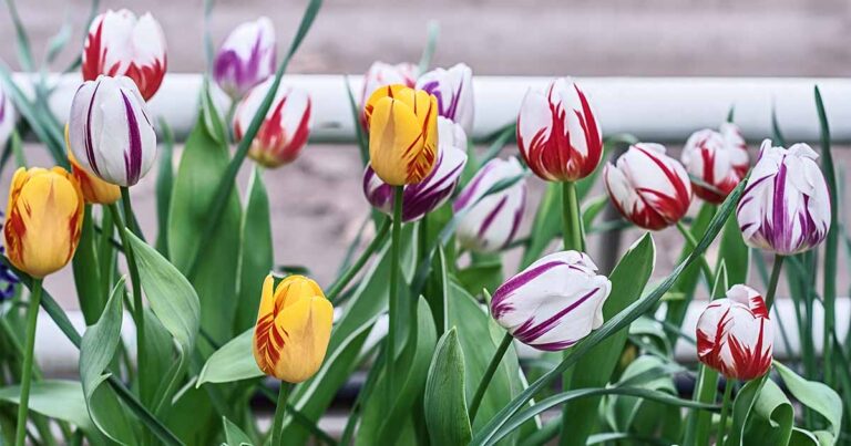 How to Grow Rembrandt Tulips FB