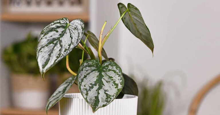 How to Grow Silver Leaf Philodendron FB