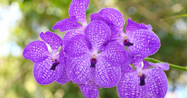 How to Grow Vanda Orchids FB