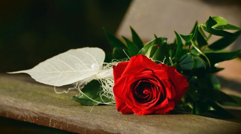 Rose laying on wood