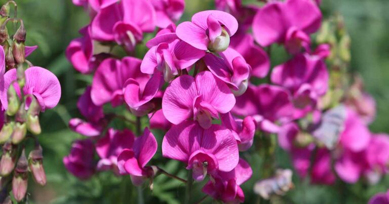 Sweet Pea Bud Drop FB