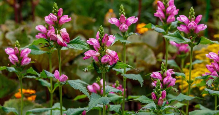 How to Grow Turtlehead FB