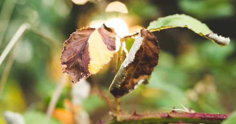 How to Treat Yellow Leaves on Rose Bushes FB