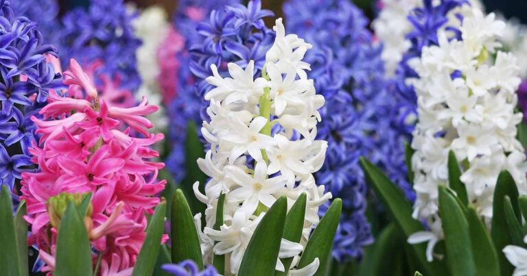 Hyacinth Not Blooming FB