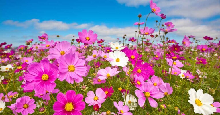 The Best Cosmos Cultivars FB