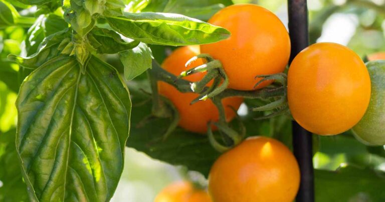 Tomato Companion Plants FB
